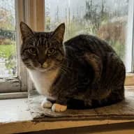 Sir Grognon III photo 1