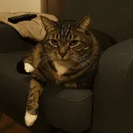 Sir Grognon III photo 2