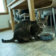 Sir Grognon III photo 3