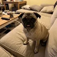 Duc de Ronflette photo 1