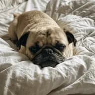 Duc de Ronflette photo 3