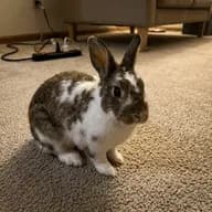 Baron Croquette photo 1