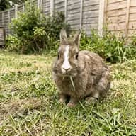 Baron Croquette photo 2