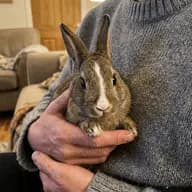 Baron Croquette photo 3